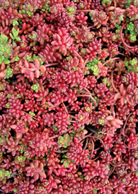 Sedum album 'Murale'